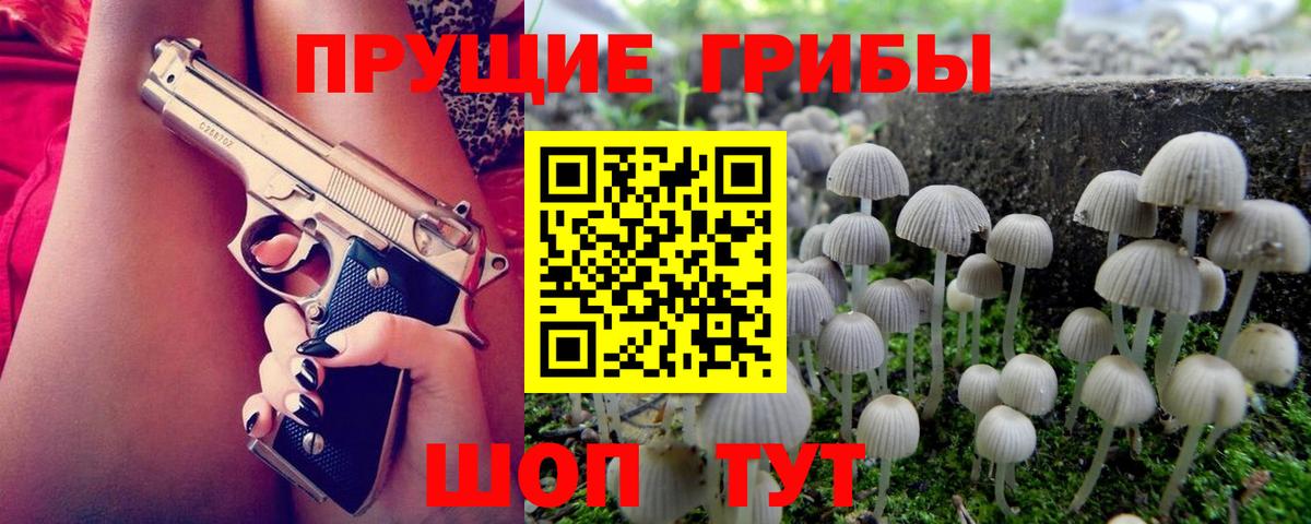 Псилоцибиновые грибы Cubensis Сосновый Бор